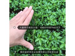 花椒苗苗青花椒 苗江津花椒 苗 营养杯花椒苗图2