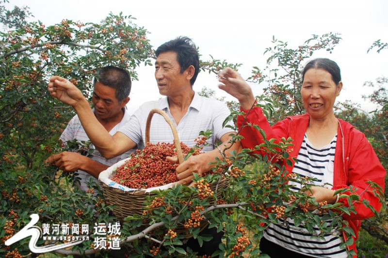 山西夏县花椒