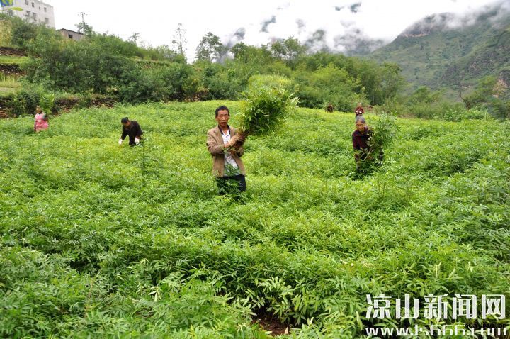 本地育苗确保成活率