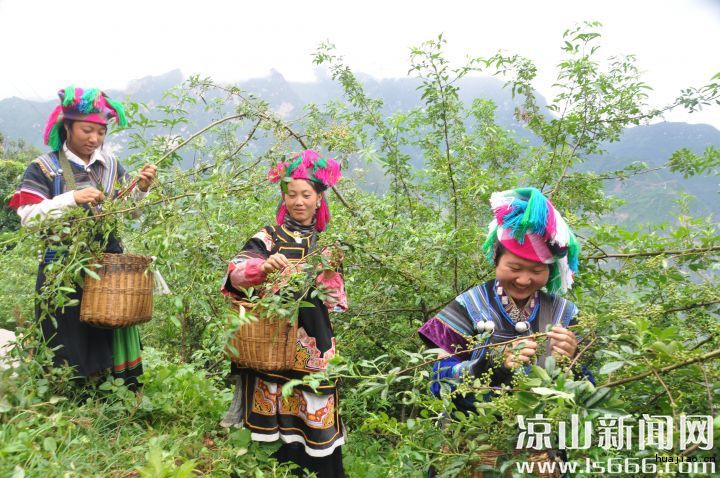 喜上眉梢、椒农在采摘青花椒